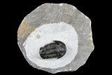 Detailed Gerastos Trilobite Fossil - Morocco #173736-1